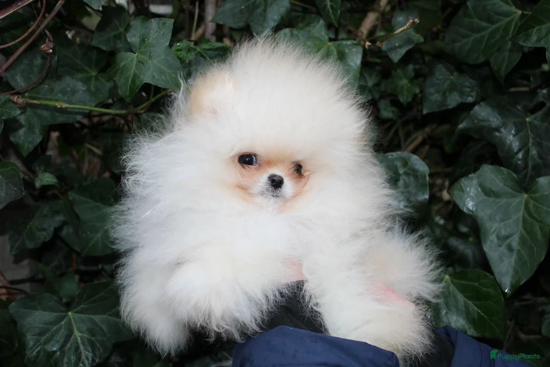 Pomeriaan honden te koop: Dwergkees pup met stamboom - Advertentie 1