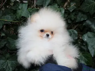 Pomeriaan honden Dwergkees pup met stamboom - Advertentie 4