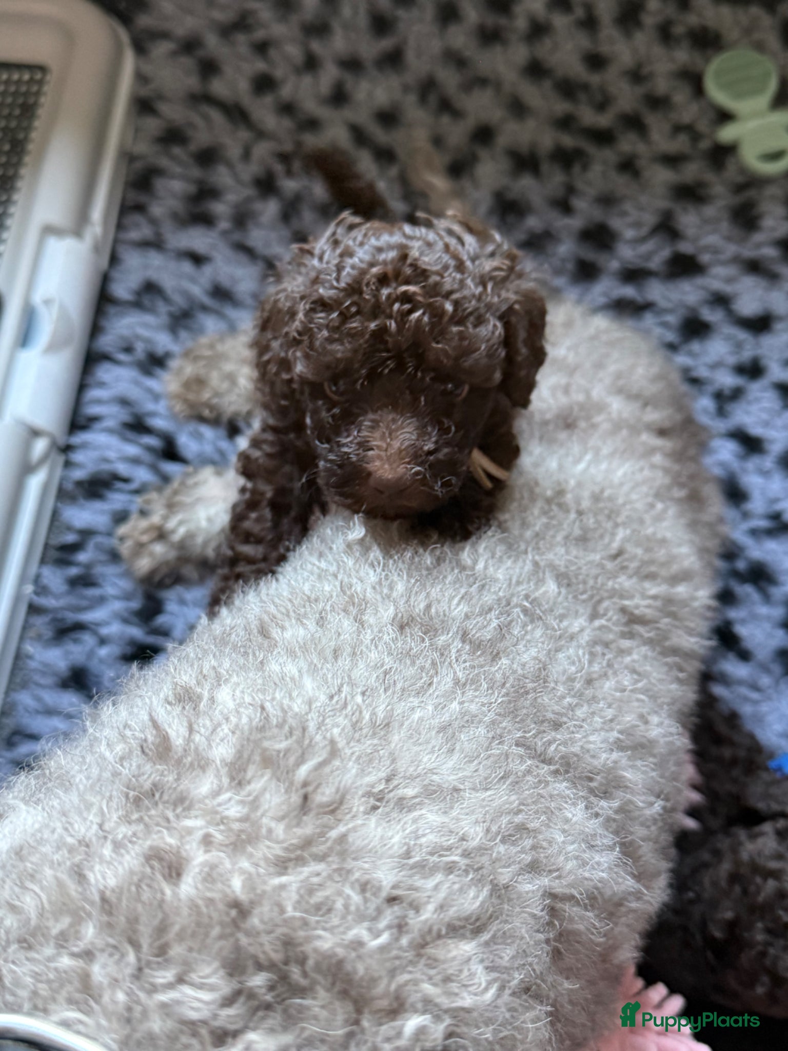 Kruising honden Prachtige hypoallergene pups te reserven - Advertentie 3