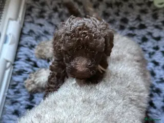 Kruising honden Prachtige hypoallergene pups te reserven - Advertentie 3