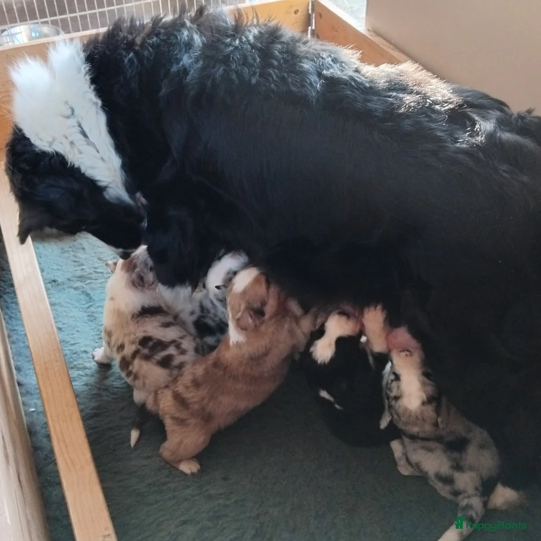 Border Collie honden te koop: Border collie pups, 25% australian shepherd - Advertentie 8