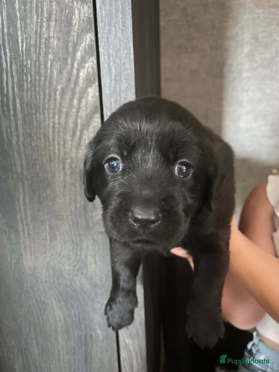 Kruising honden te koop: Lieve puppy’s  - Advertentie 2