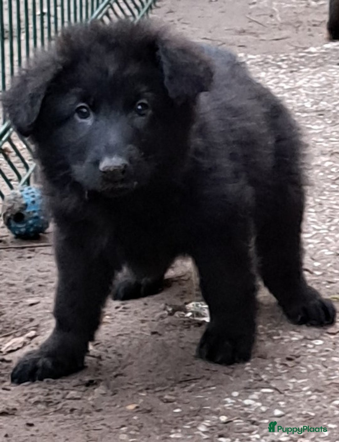 Duitse Herder honden te koop: Langstokharige zw. en zw.br. Duitse Herder puppies - Advertentie 4