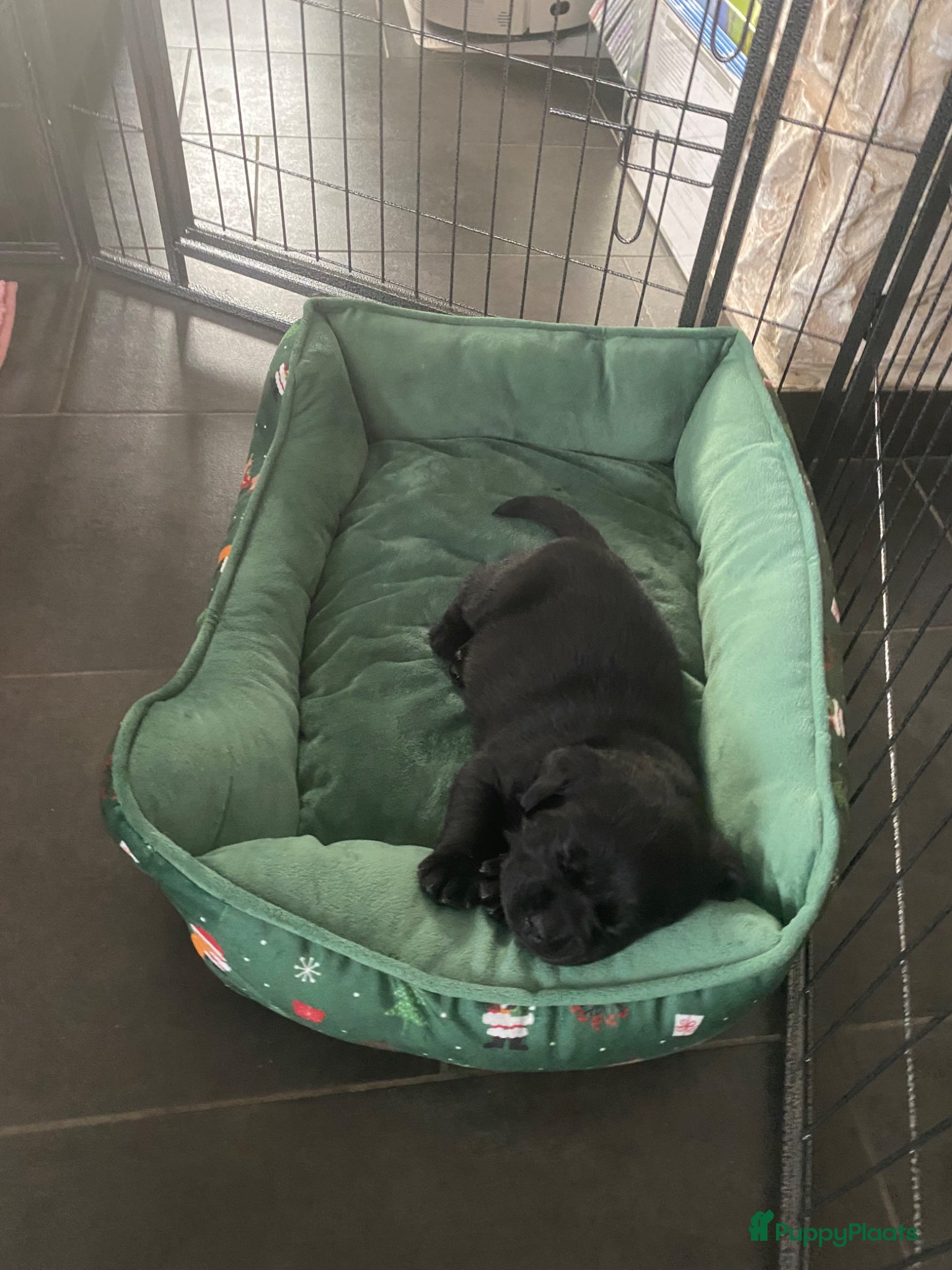 Labrador Retriever honden te koop: Labrador pup met stamboom - Advertentie 8