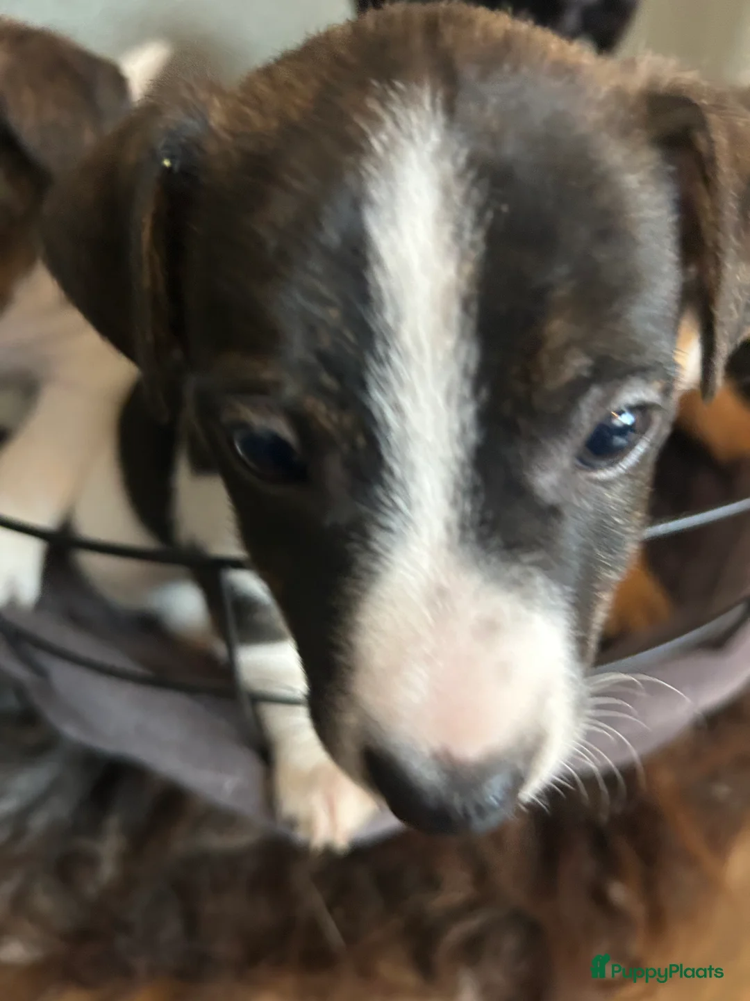 Jack Russel Terriër honden te koop: 4 mooie Jack Russell reutjes - Advertentie 14