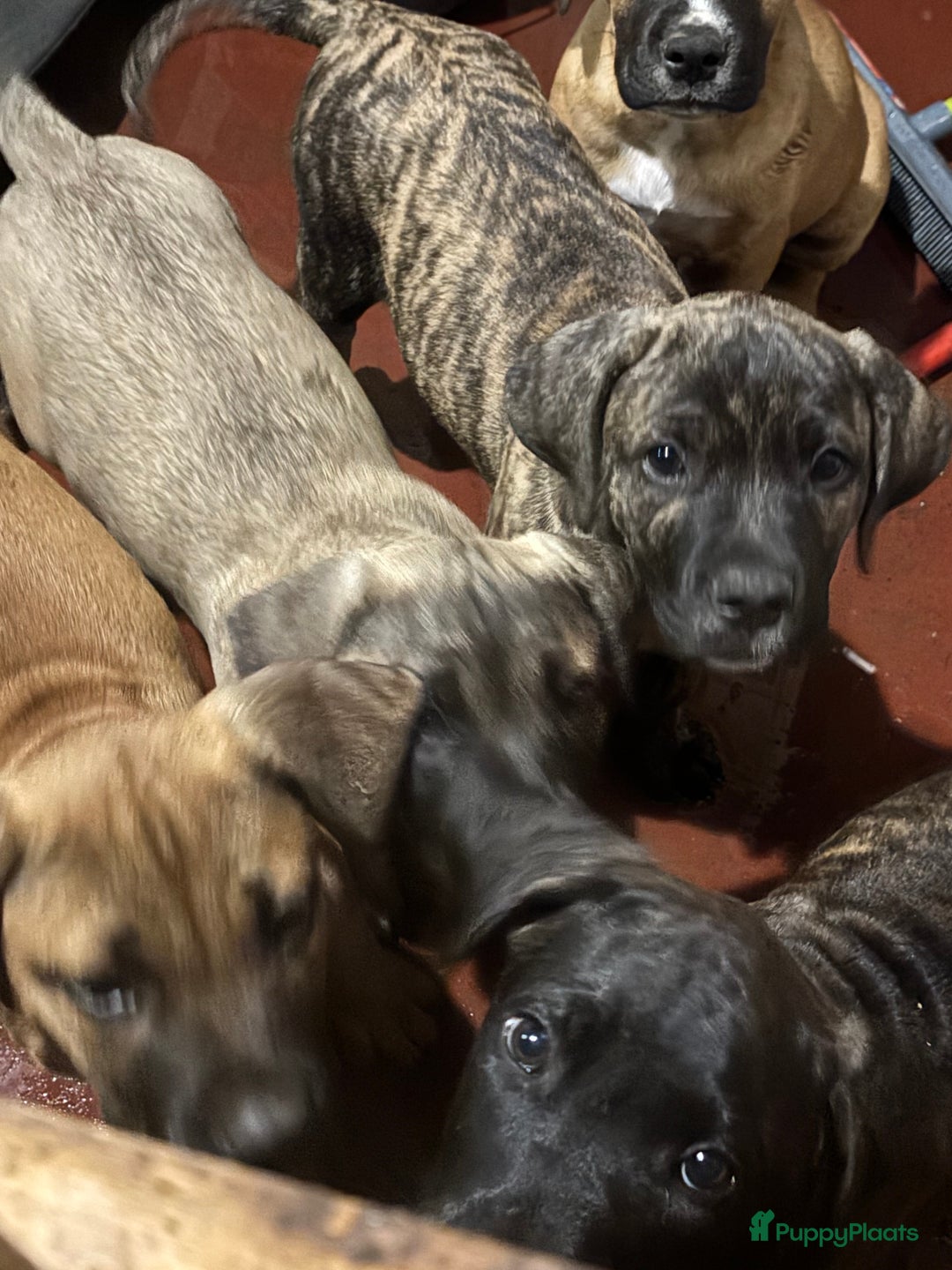 Kruising honden te koop: Mooie Presa/Fila 🥰 mastiff pups zoeken personeel  - Afbeelding 8