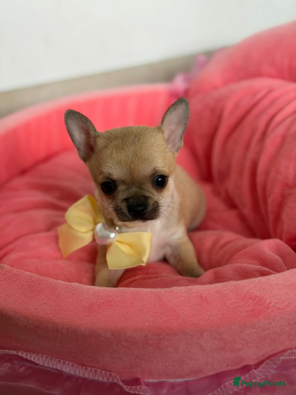 Chihuahua honden Chihuahua puup's - Advertentie 2