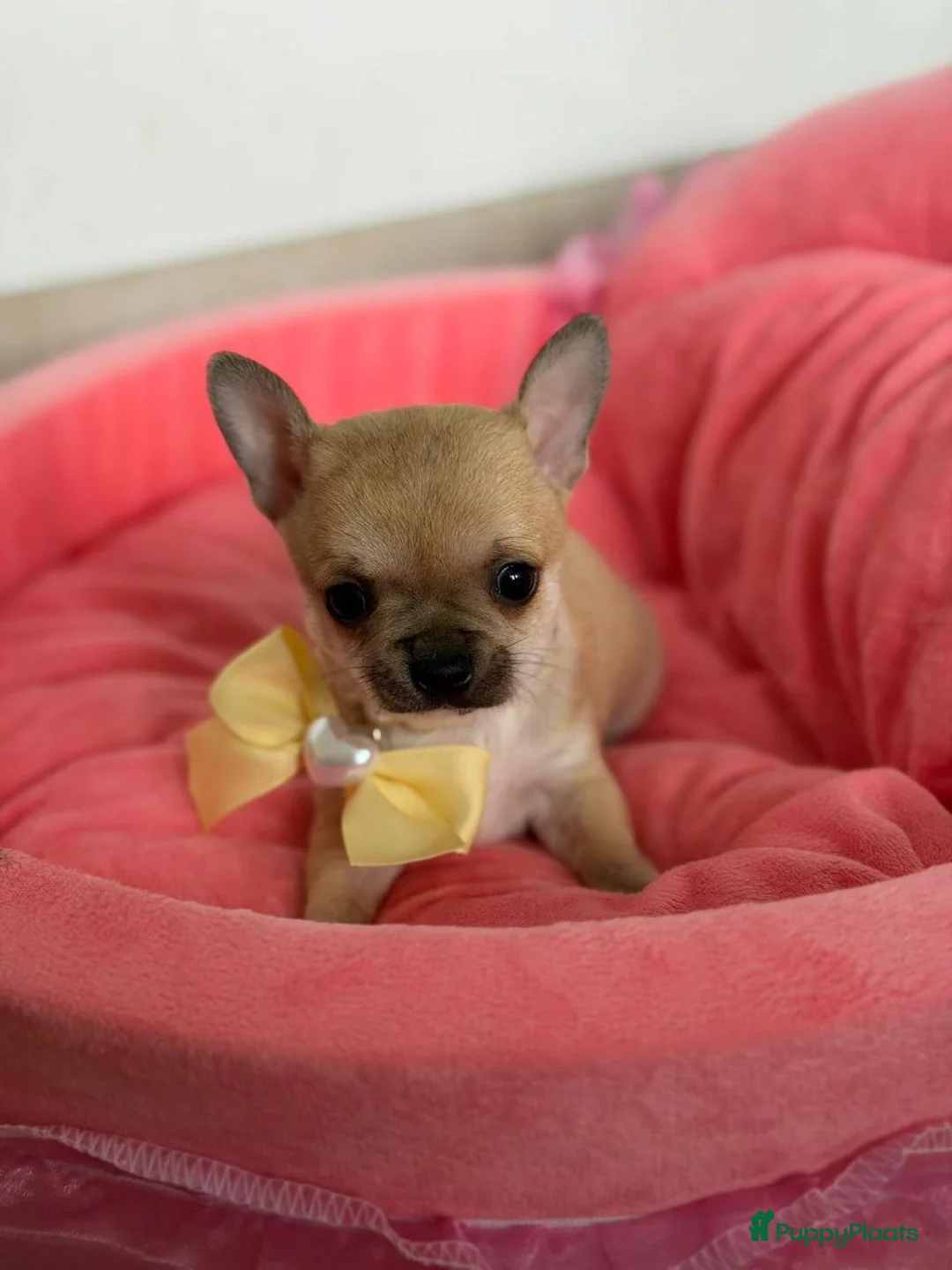 Chihuahua honden te koop: Chihuahua puup's - Advertentie 1