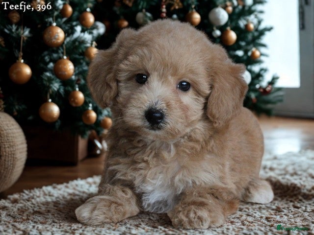 Maltipoo honden Knappe Maltipoo pups. - Advertentie 1