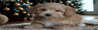 Maltipoo Puppy 5