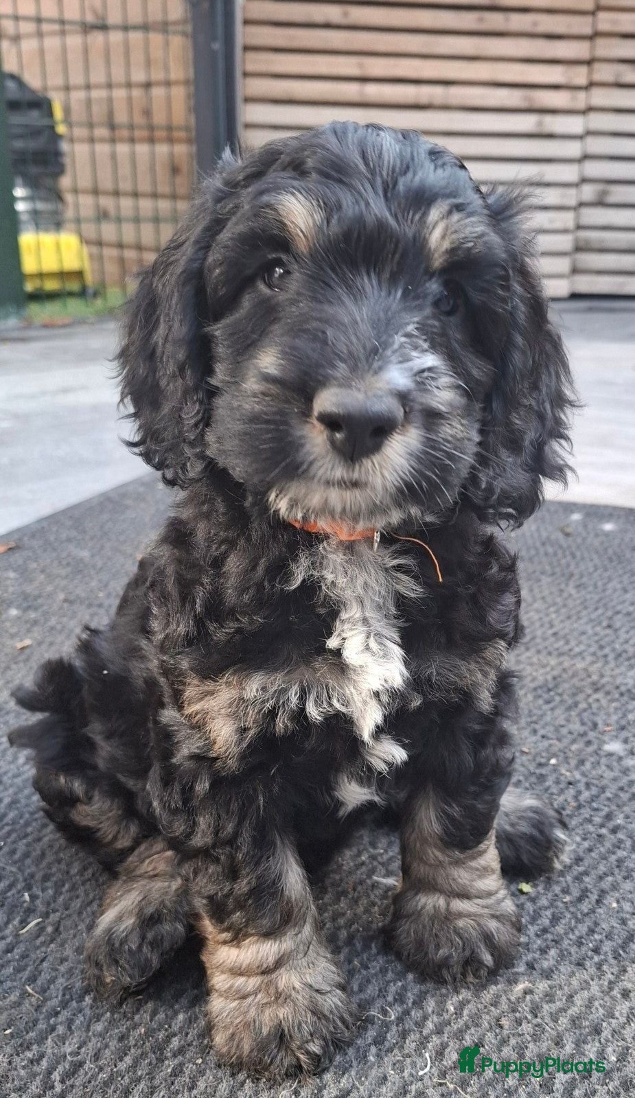 Cockapoo honden Cockapoo pup  - Advertentie 1