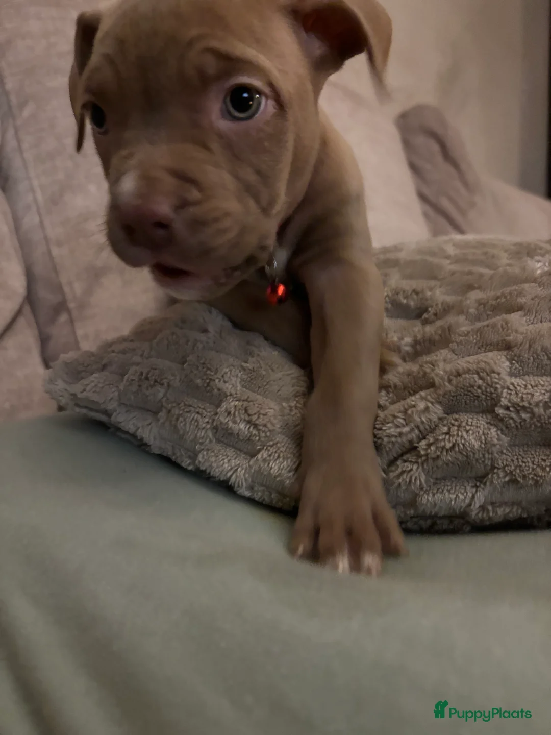 Amerikaanse Bully honden te koop: Amerikaanse bully xl - Advertentie 7