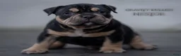 Amerikaanse Bully honden te koop: American Bully pocket pups verwacht  - Advertentie 21