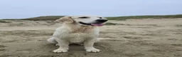 Golden Retriever honden te koop: Een 3-jarige Golden Retriever-teef. - Advertentie 6