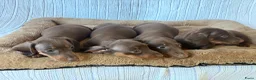 Teckel (korthaar)  honden te koop: Dwerg bruin tan teckel pupjes. - Advertentie 7