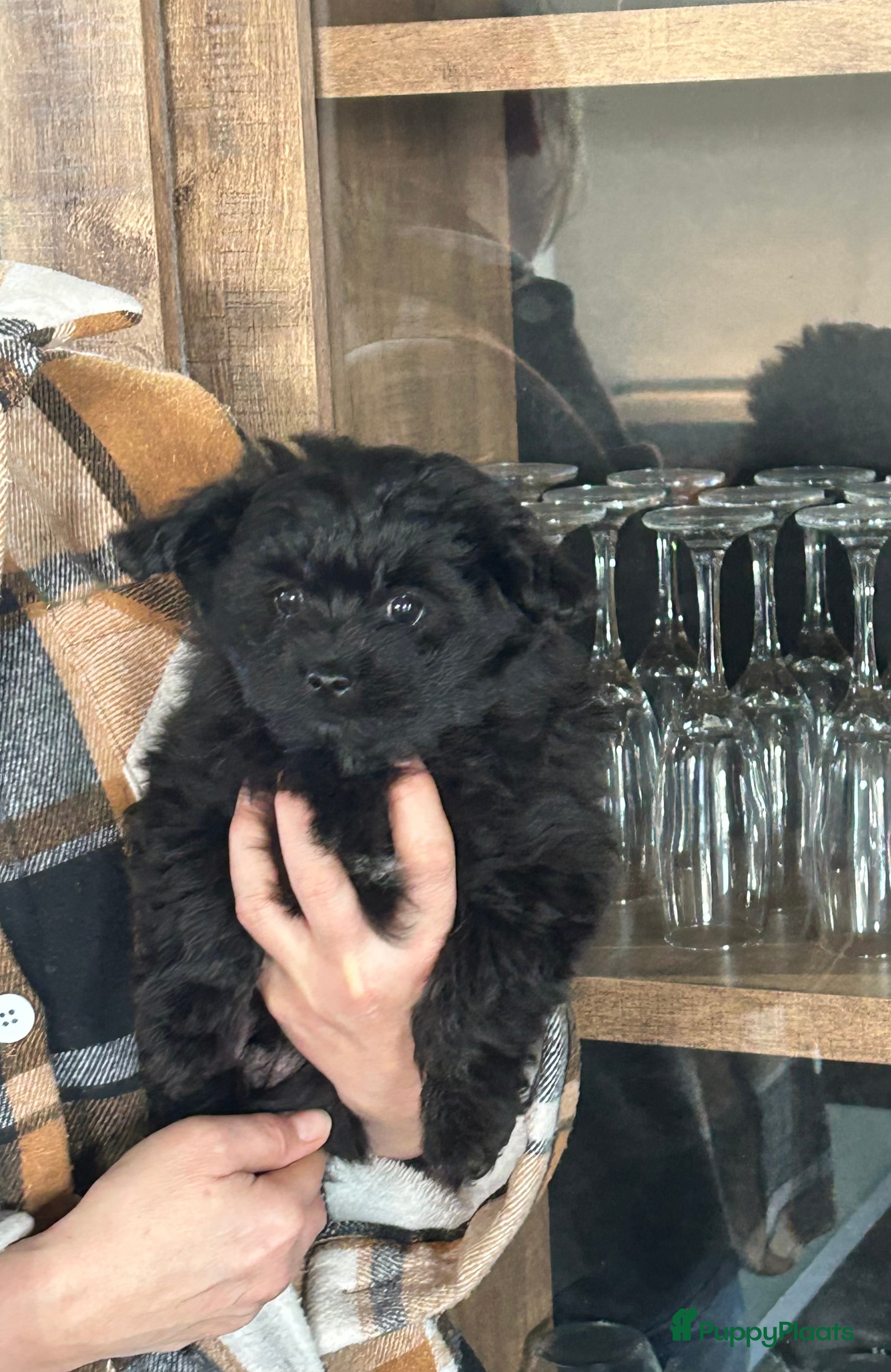 Kruising honden Pomapoo reu - Advertentie 2