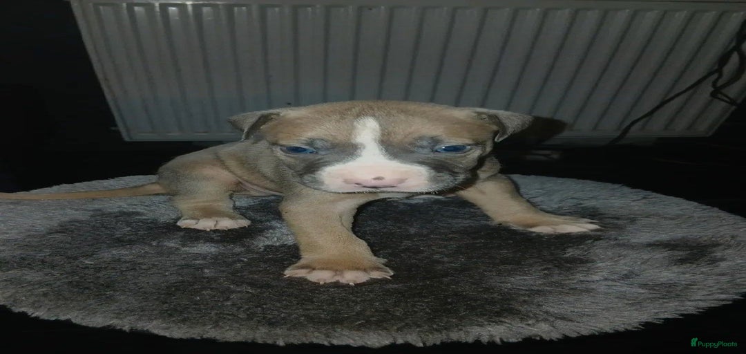 Galerij afbeelding {{count}}