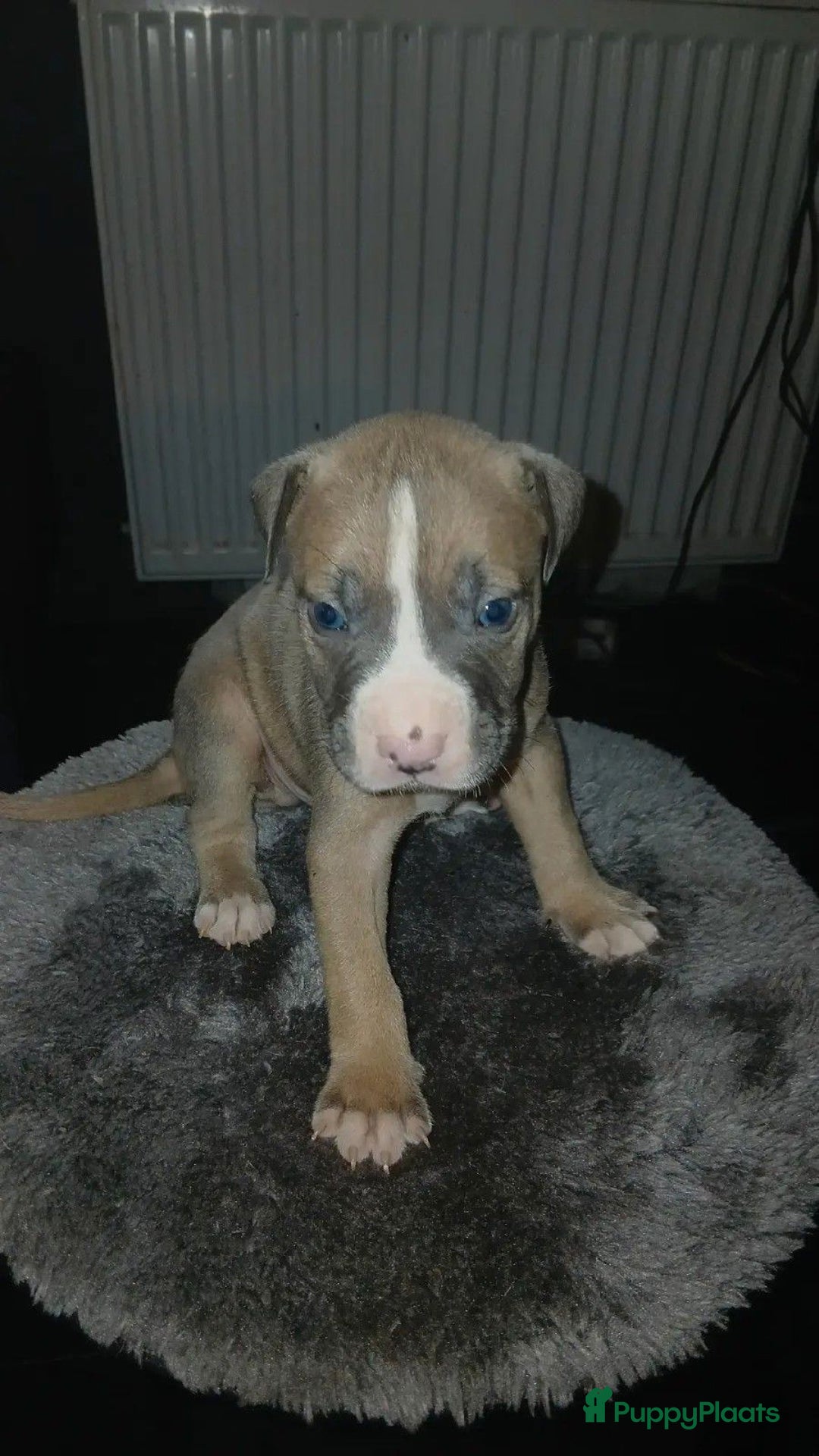 Galerij afbeelding {{count}}