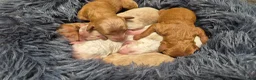 Cockapoo honden te koop: Cockapoo pups uit geteste ouders. - Advertentie 1