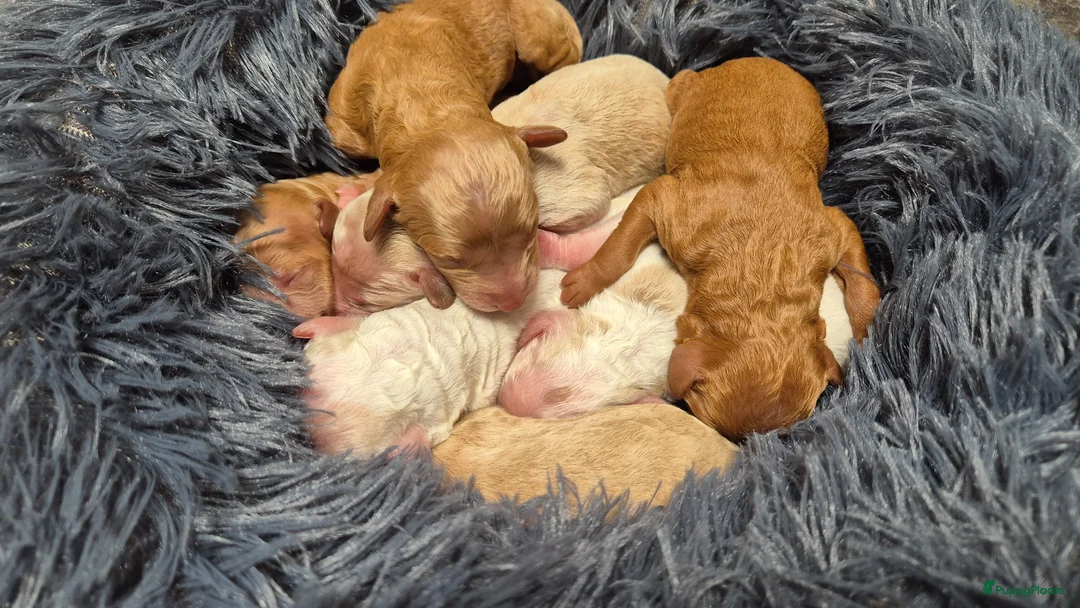 Cockapoo honden te koop: Cockapoo pups uit geteste ouders. - Advertentie 1