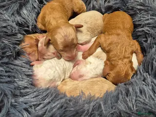 Cockapoo honden Cockapoo pups uit geteste ouders. - Advertentie 1