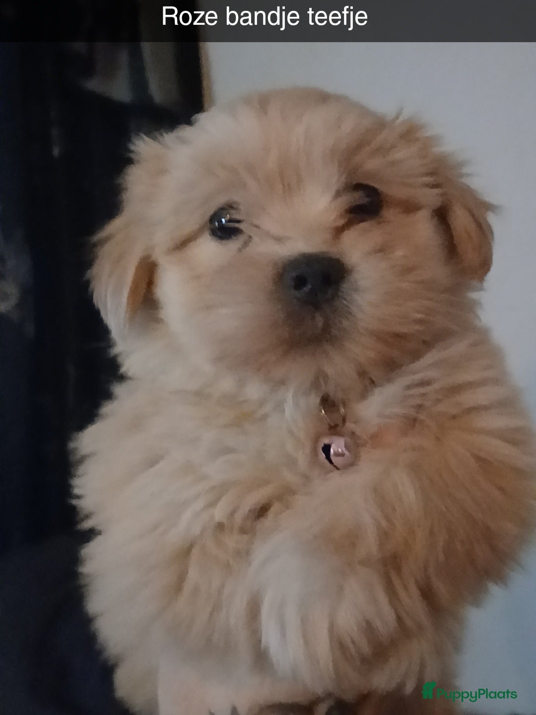 Boomer honden Prachtige boomer pups mogen nestje verlaten !! - Advertentie 1