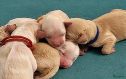 Barbet honden te koop: Prachtige barbet puppy's in Den Ham - Afbeelding 5