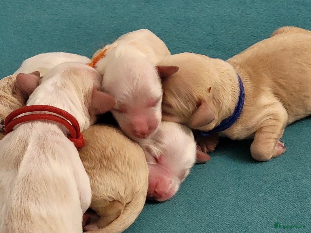 Barbet honden te koop: Prachtige barbet puppy's in Den Ham - Afbeelding 5