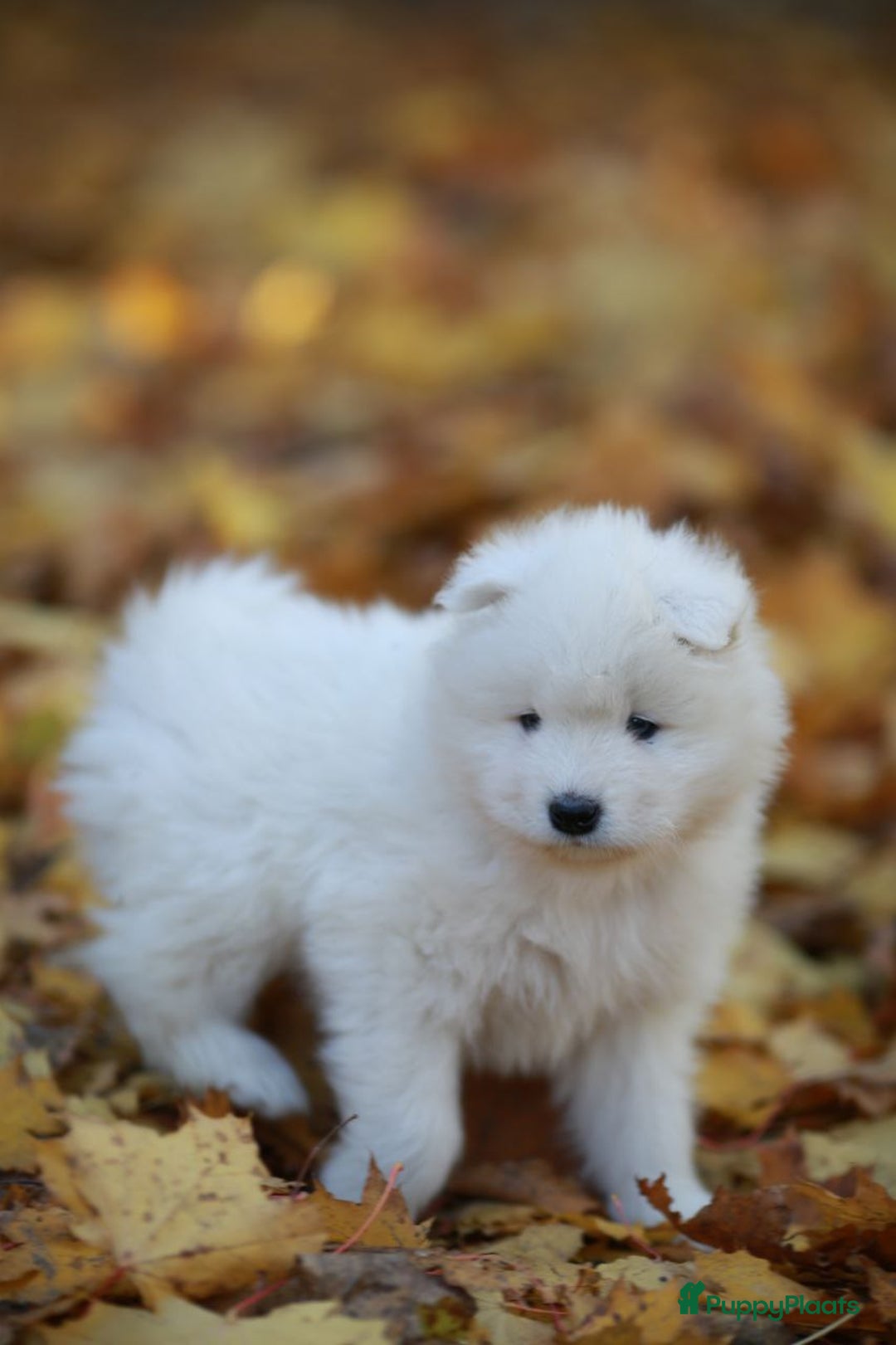 Samojeed honden te koop:  Jonge Samojeed pups - Advertentie 3