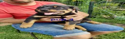 Kruising honden te koop: Rottweiler x moskovitische waakhond - Advertentie 6