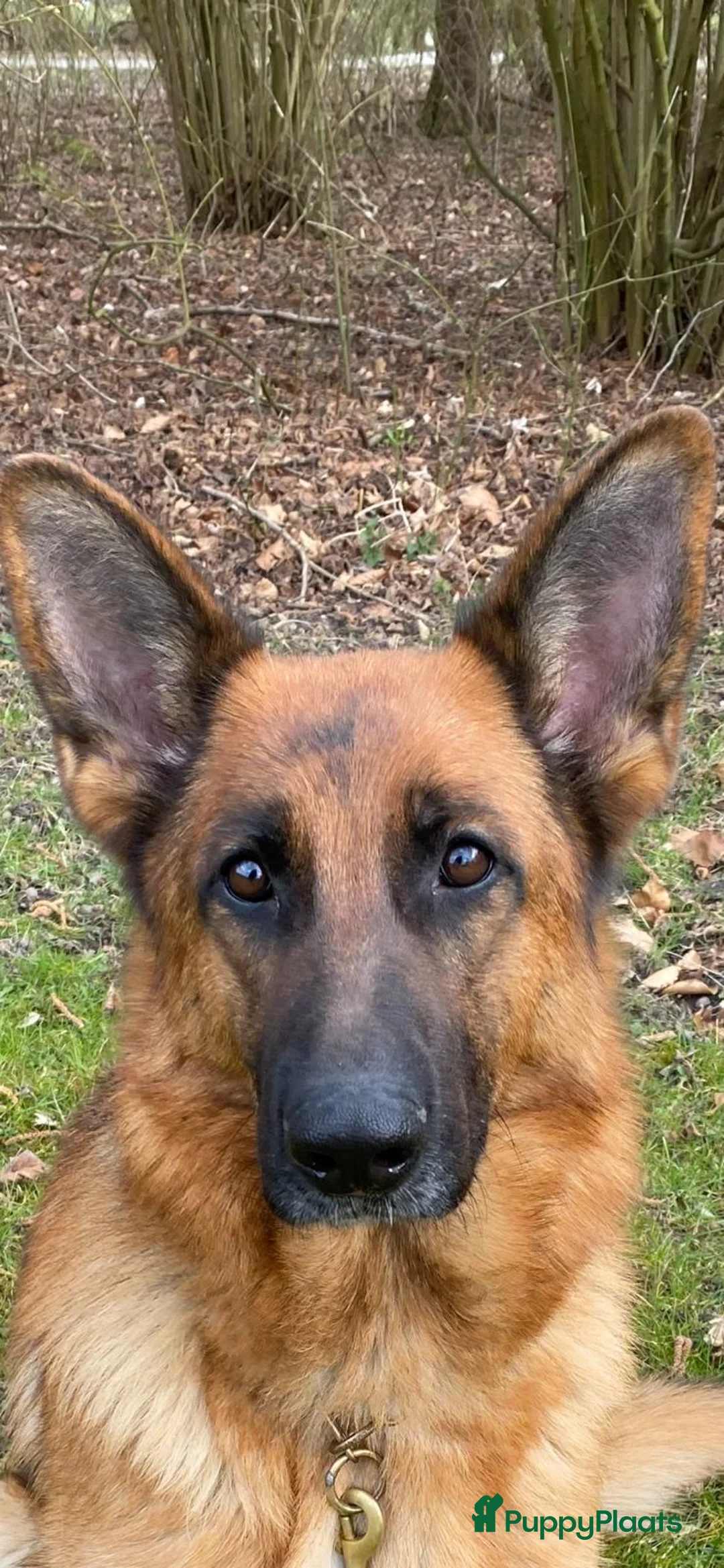 Duitse Herder honden te koop: Stamboom duitse herder reutje ouders hd en ed vrij - Advertentie 4