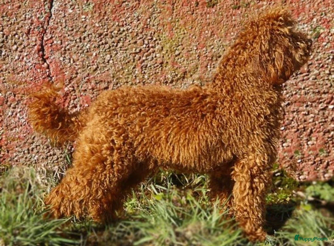 Kruising honden te koop: Rode Mini Australian/Labradoodles - Advertentie 10