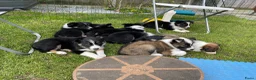 Border Collie honden te koop: Gezonde Border Collie pups stamboom (ISDS/FCI) - Advertentie 6