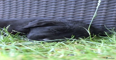 Kruising honden - Advertentie 7
