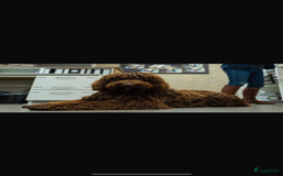 Labradoodle honden te koop: Medium choco doodles met Australian bloed - Afbeelding 6