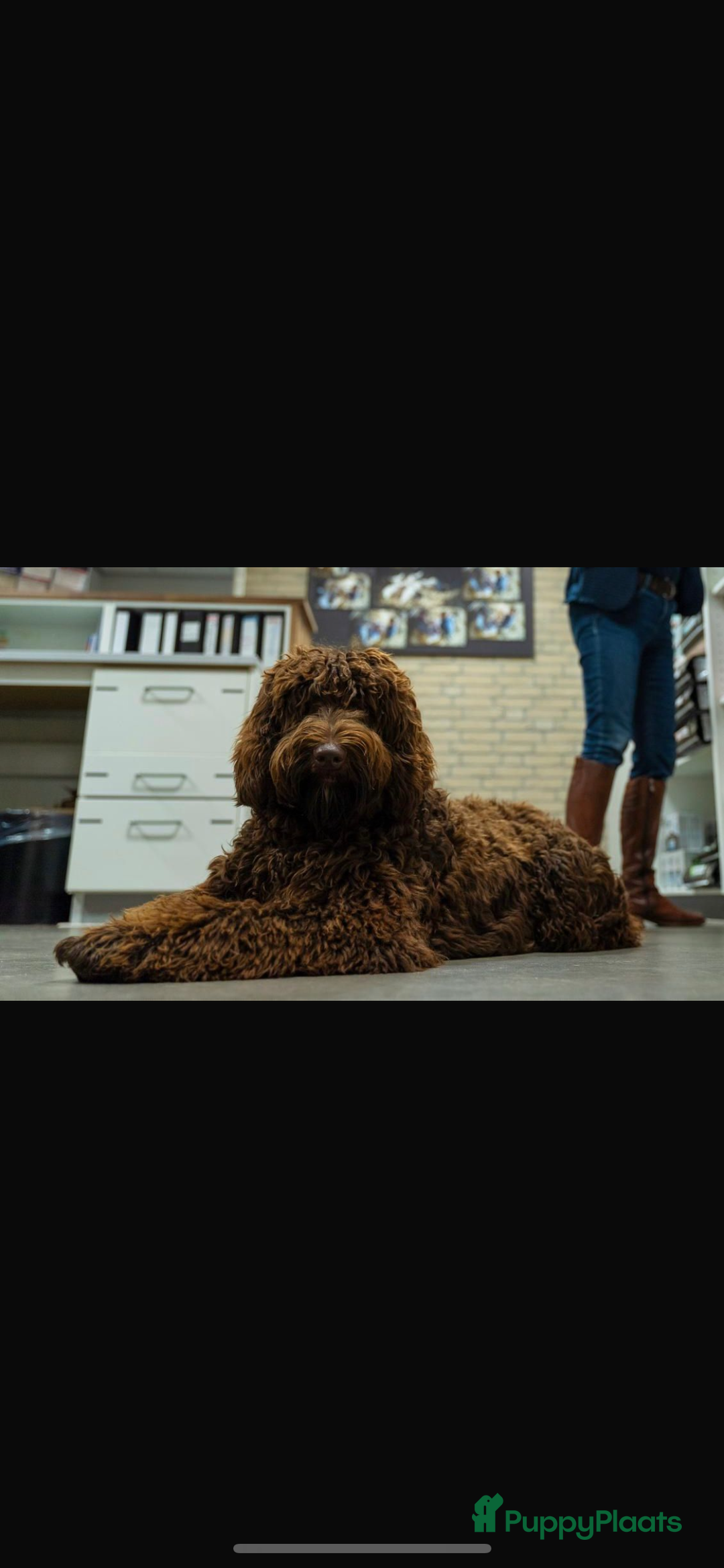 Labradoodle honden te koop: Medium choco doodles met Australian bloed - Afbeelding 6