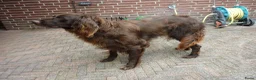 Duitse Staande Hond Langhaar honden te koop: Te koop - Advertentie 5