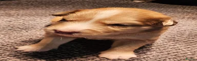 Streepje voorhoofd