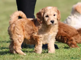 Maltipoo honden Knappe Maltipoo pups. - Advertentie 5