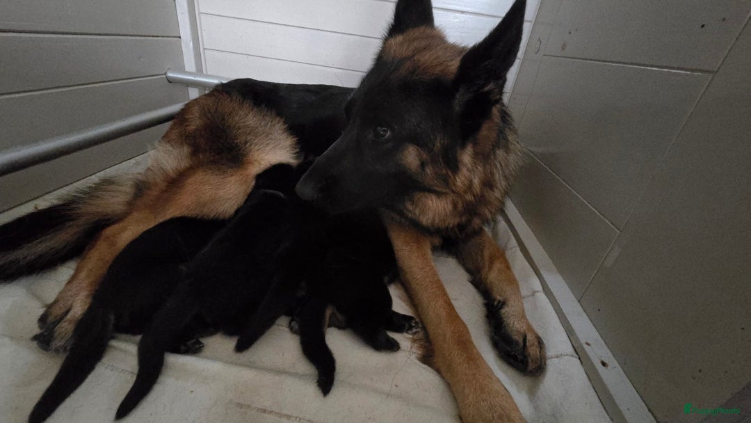 Duitse Herder honden te koop: 🐾 Duitse Herder Pup te Koop  🐾 - Afbeelding 5