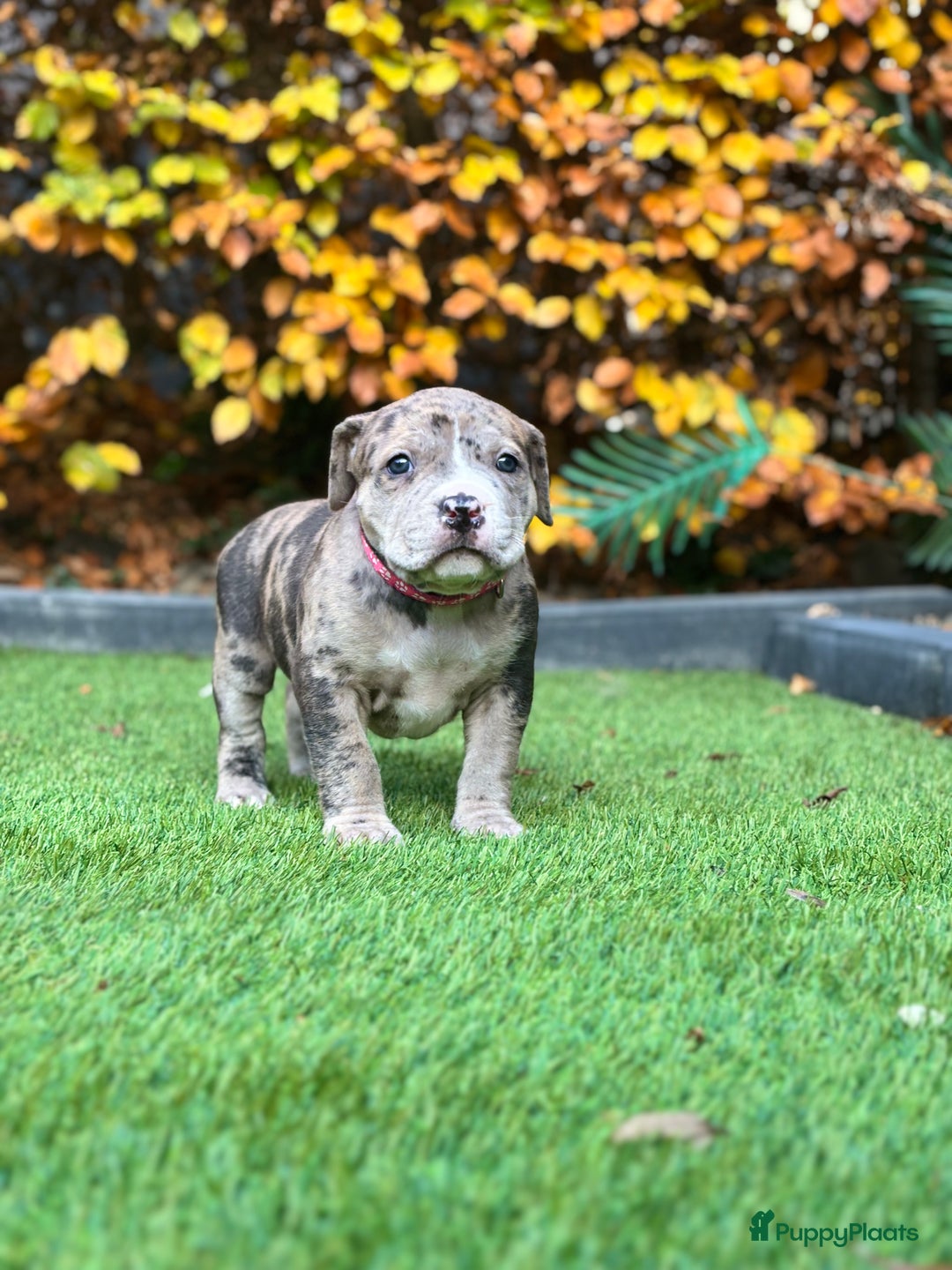 Amerikaanse Bully honden te koop: American Bully Xl pups - Advertentie 11