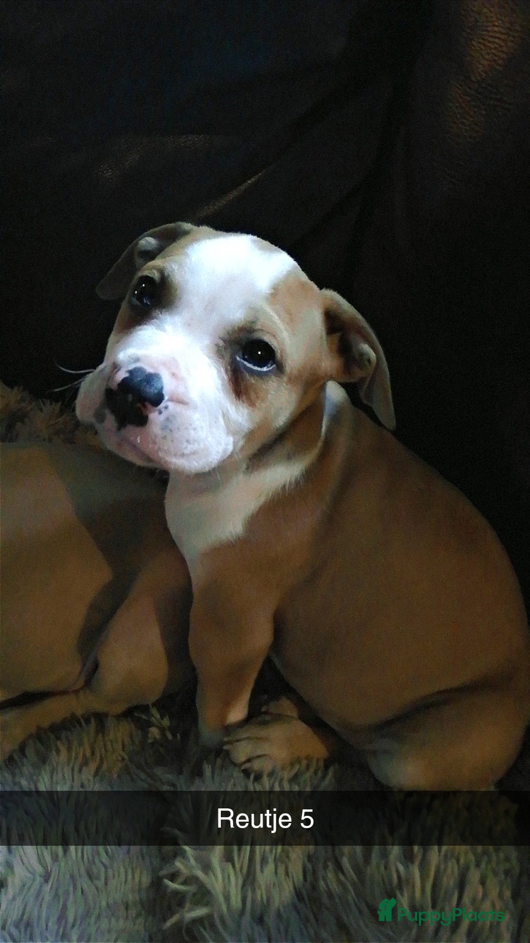 American Staffordshire Terriër honden te koop: Amerikaanse stafford pups  - Advertentie 15