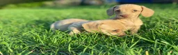Kruising honden te koop: Kortharige teckels met vleugje chihuahua  - Advertentie 19