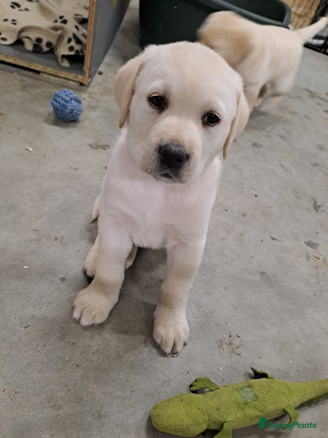 Labrador Retriever honden te koop: Labrador pups - Advertentie 2