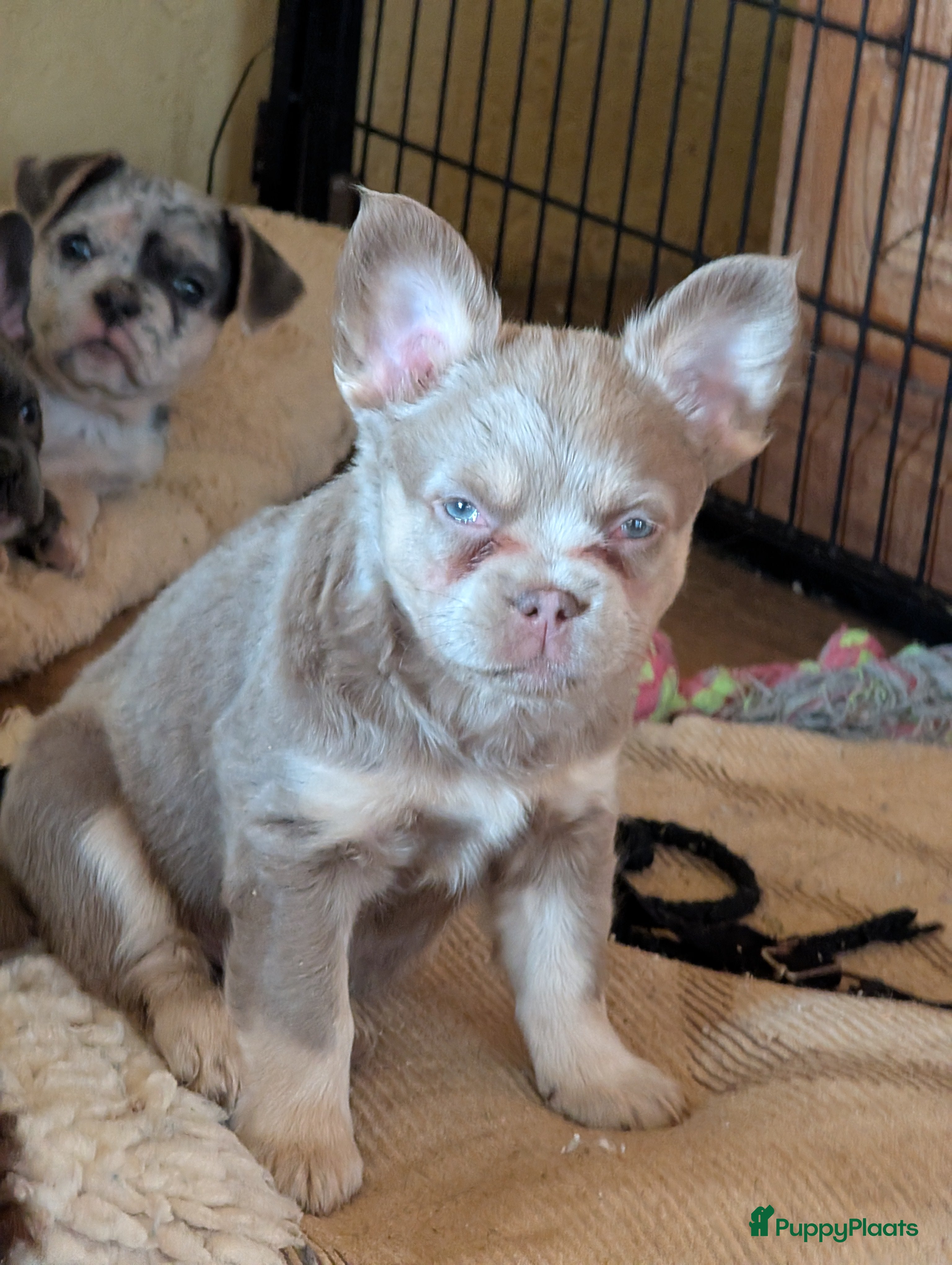 Franse Bulldog honden nieuwe Nederlandse Franse bulldog  - Advertentie 1