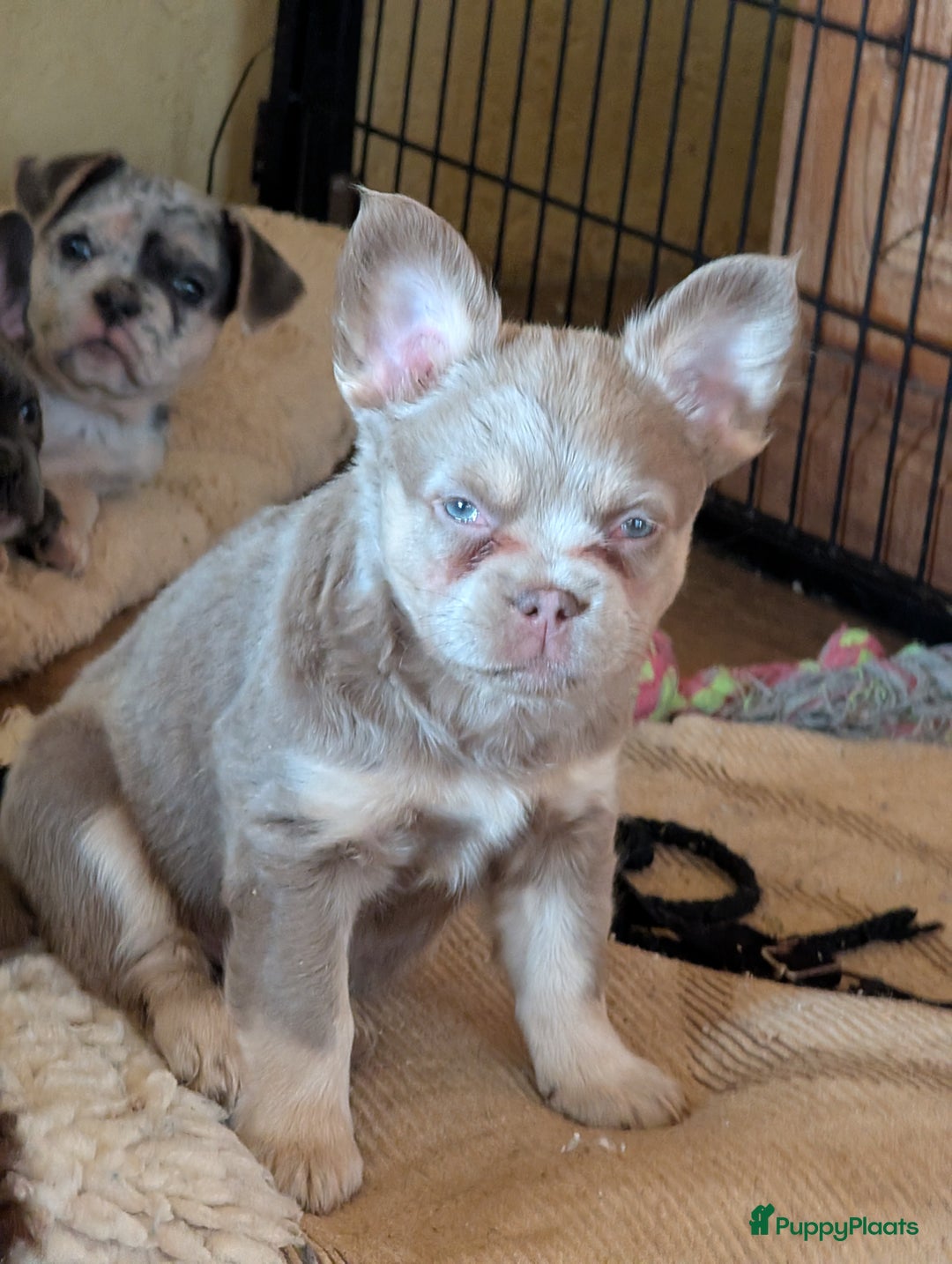 Franse Bulldog honden te koop: nieuwe Nederlandse Franse bulldog  - Advertentie 1