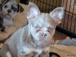 Franse Bulldog honden nieuwe Nederlandse Franse bulldog - Advertentie 10