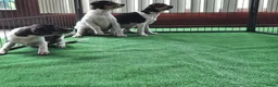 Fox Terriër Gladhaar honden te koop: boerenfox pups - Advertentie 6