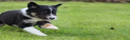 Border Collie honden te koop: Border collie pup - Advertentie 8