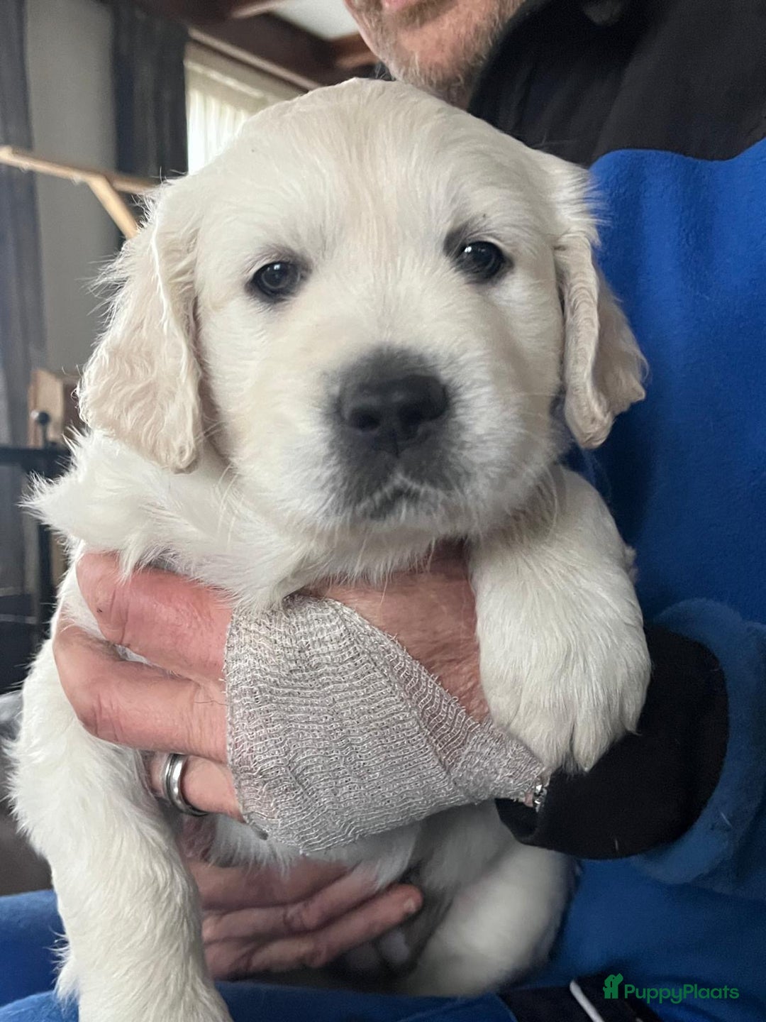 Golden Retriever honden te koop: 2 lieve golden retriever puppys te koop - Advertentie 6